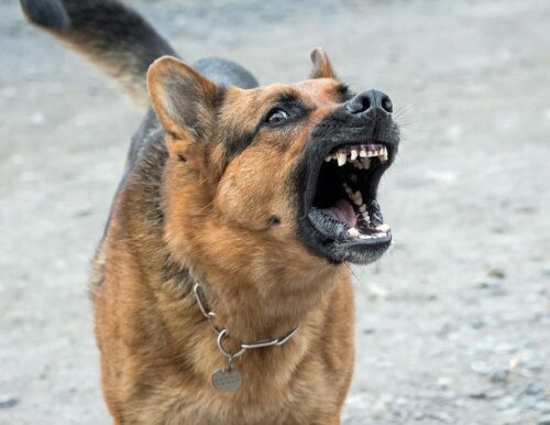 Most dangerous dog breeds in India