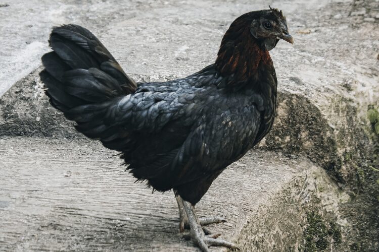 Ayam cemani is the most expensive chicken in the world