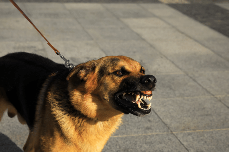 Most dangerous dog breeds in the world