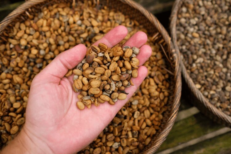 The unusual technique of Kopi Luwak production is the main reason for its high price