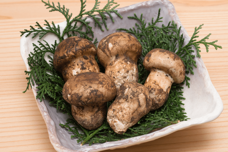 One of the most popular edible mushrooms in the world is the Matsutake mushroom