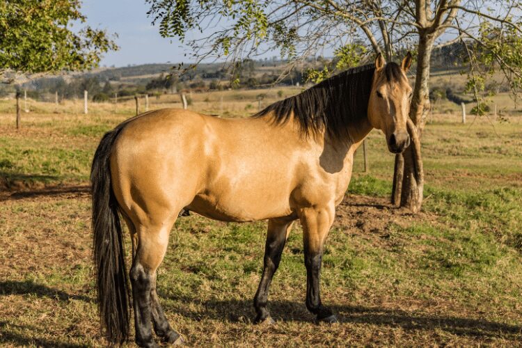 American Quarter horse