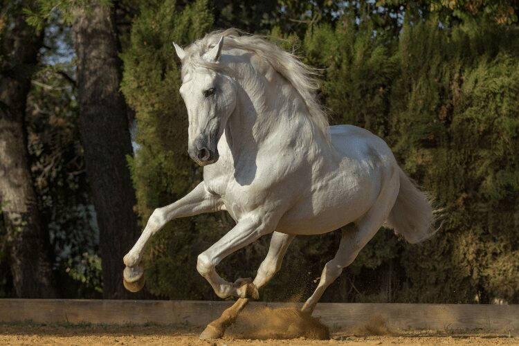 Andalusian horse