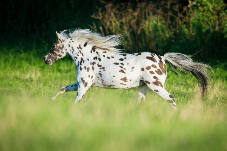 Appaloosa horse