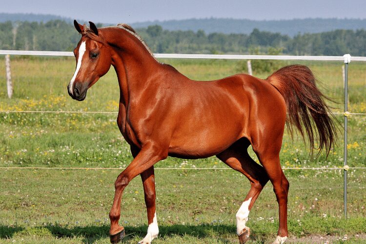 Arabian horse