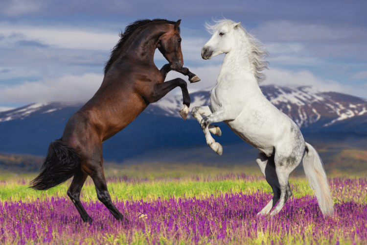 Best horse breeds in the world
