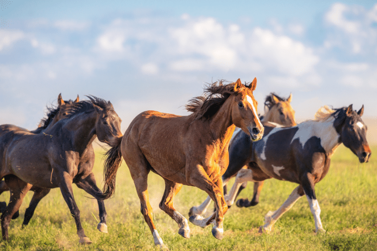 Best horse breeds worldwide