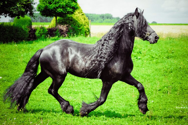 Friesian horse