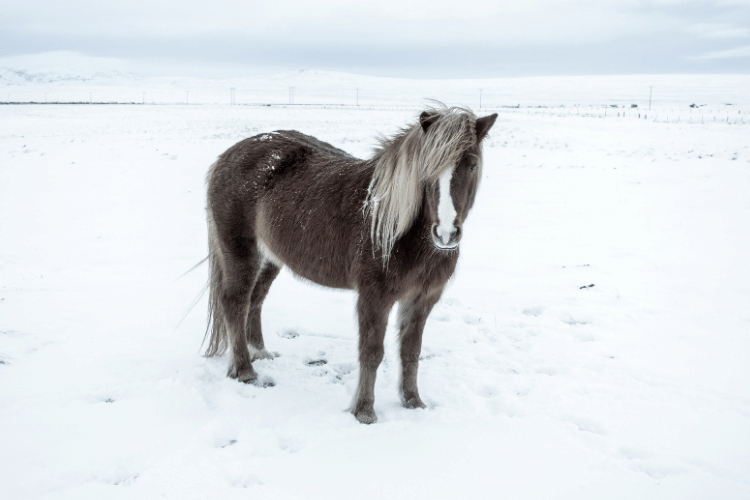 Icelandic horse