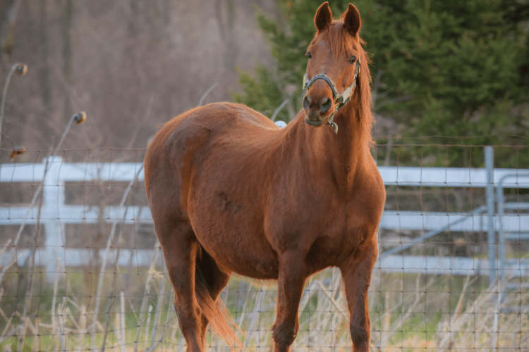 Morgan horse