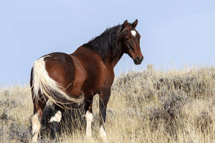 Mustang horse