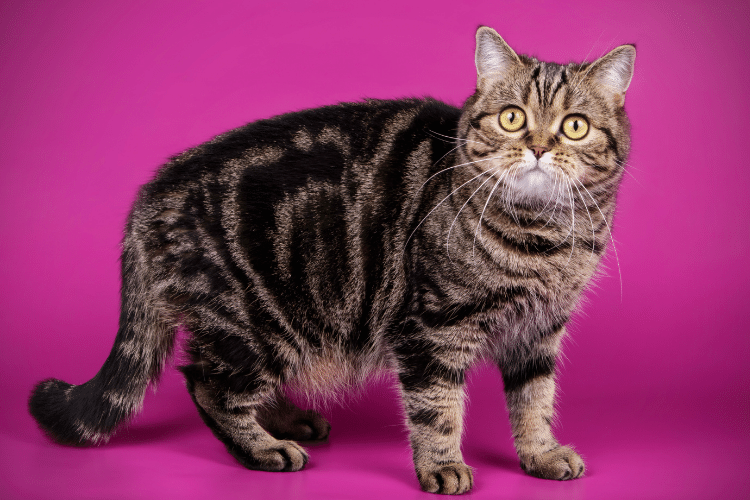 American shorthair cat