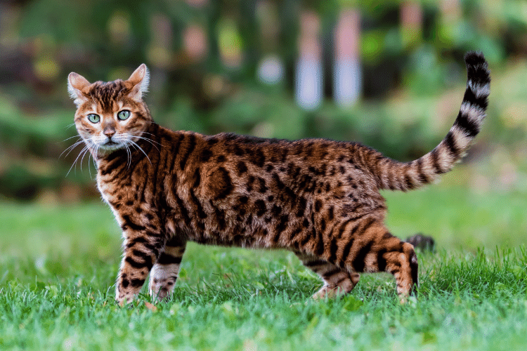 Bengal cat