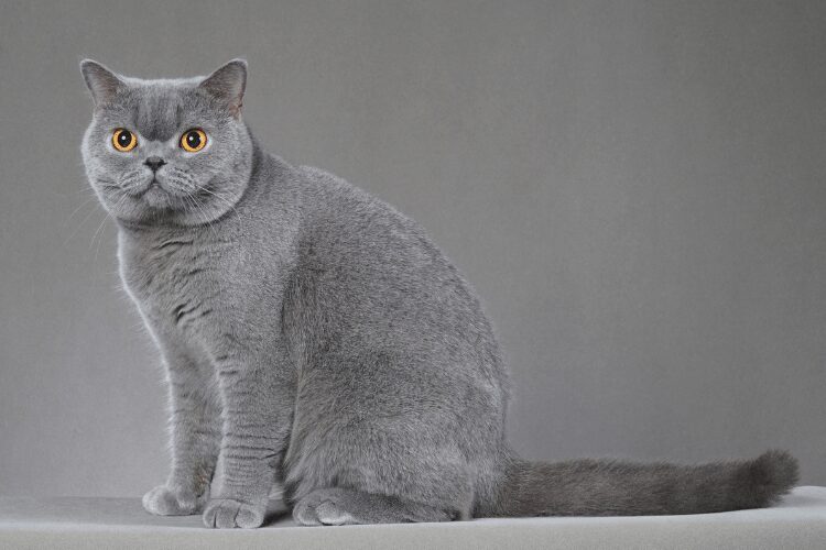 British shorthair cat