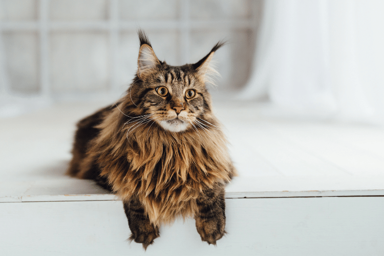 Maine coon cat