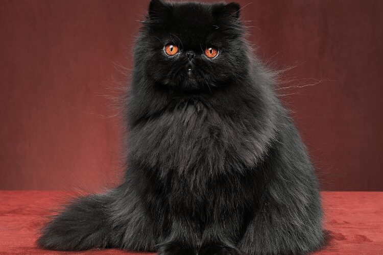 Persian cat