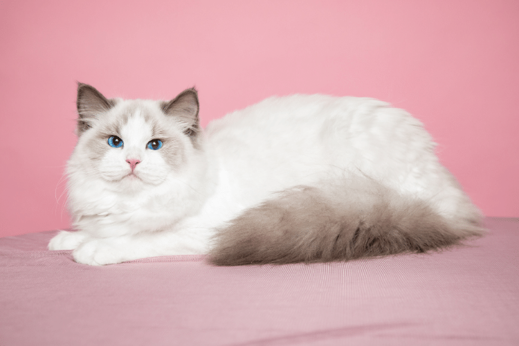 Ragdoll cat