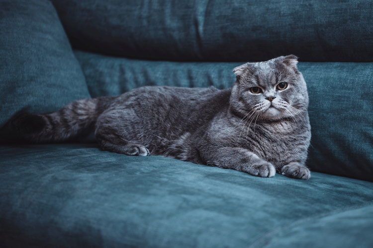 Scottish fold cat