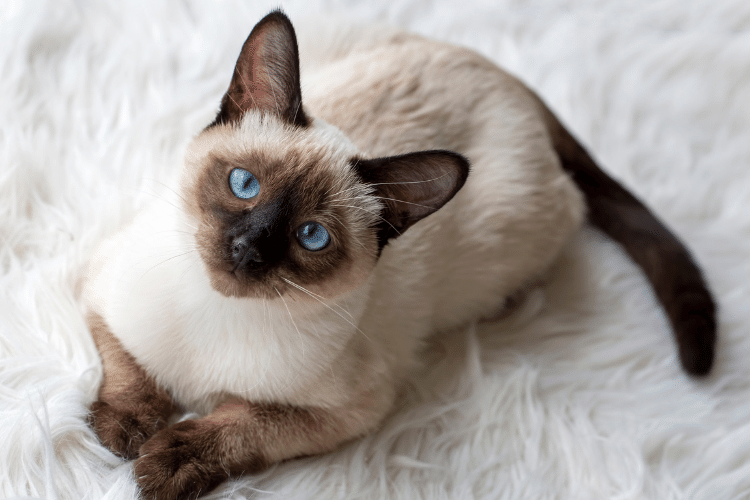 Siamese cat