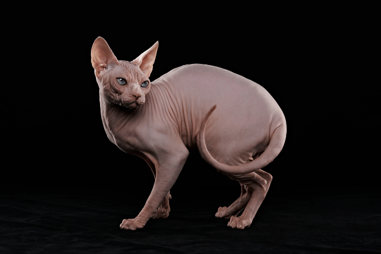 Sphynx cat