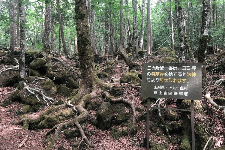 Aokigahara forest, Japan