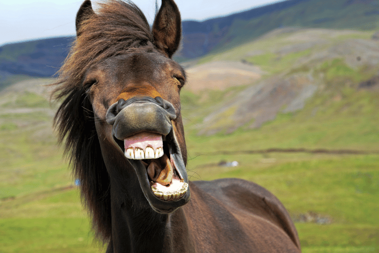 Laughing horse