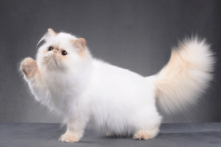 Persian cat